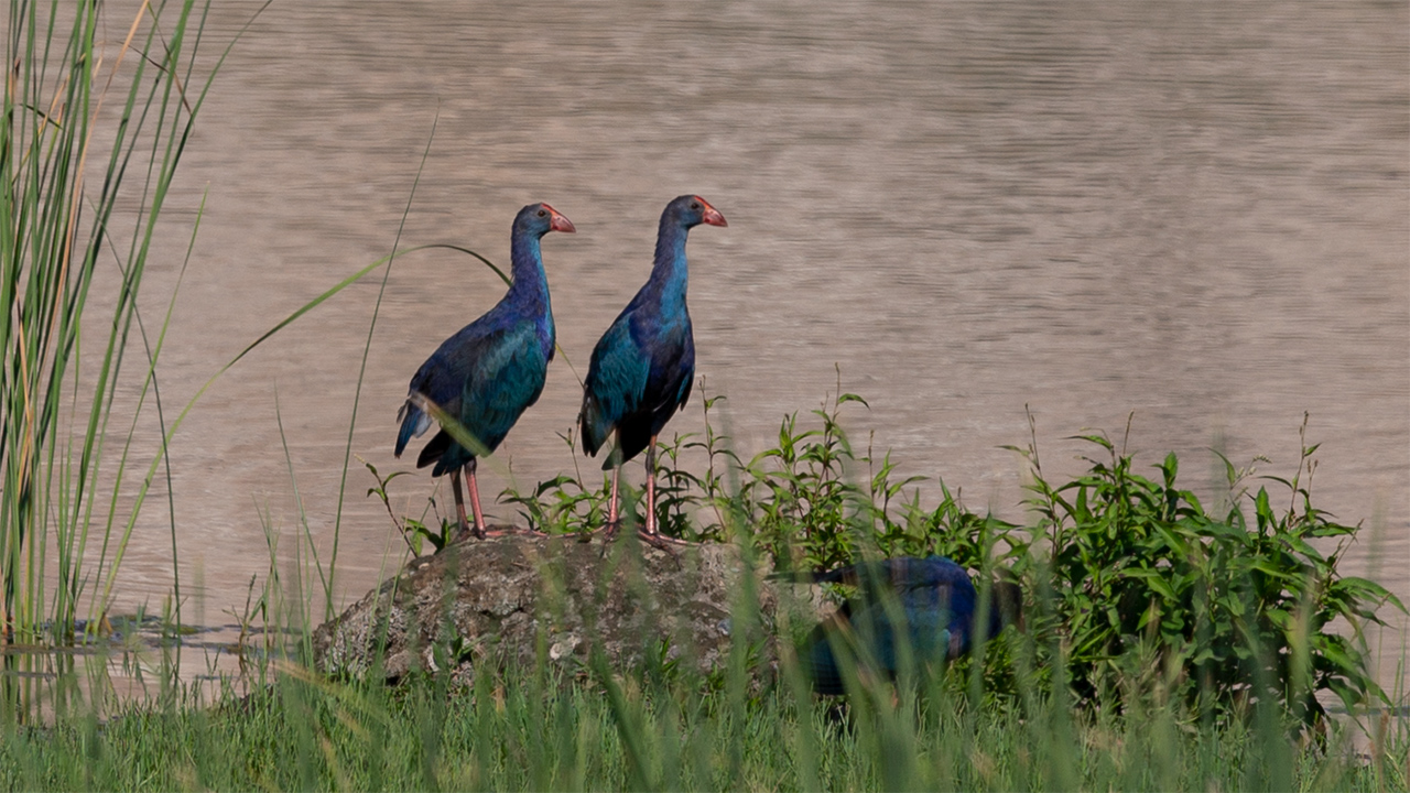 Western Swamphen